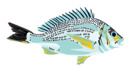 image of fish